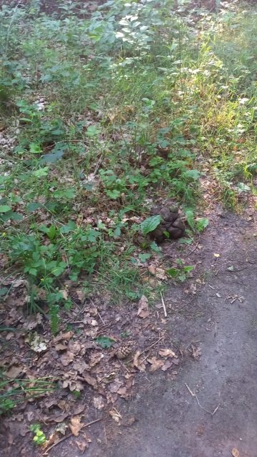 Hundekot gehört nicht an den Wegesrand 