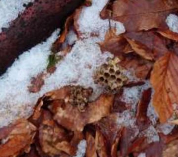 Reste der Nester sind am Boden recht gut durch die Waabenform erkennbar.